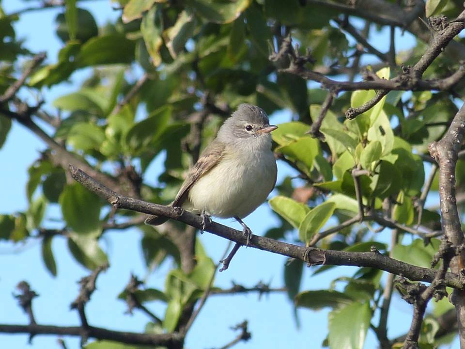 SOUTHERN BEARDLESSTYRANNULET Camptostoma obsoletum FAUNA PARAGUAY